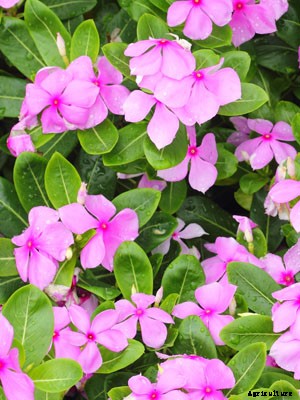 Vinca (Annual) Growing Guide