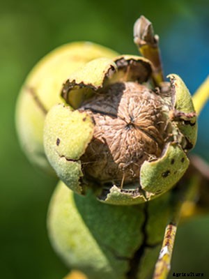 Walnut Growing Guide