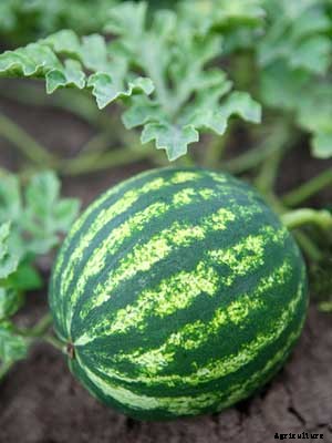 Watermelon Growing Guide