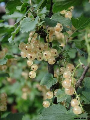 White Currant Growing Guide