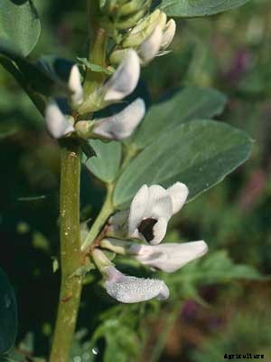 Winter Field Beans Growing Guide