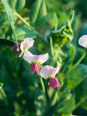 Winter Peas Growing Guide