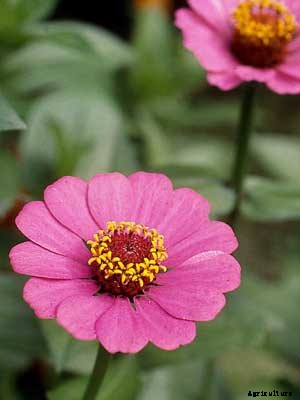 Zinnia Growing Guide