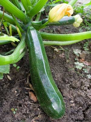 Zucchini Growing Guide