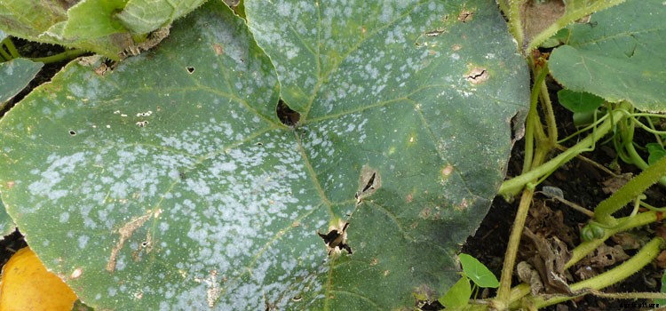 Zucchini Growing Guide