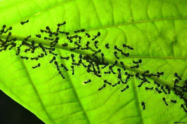 Garden pests - Ants