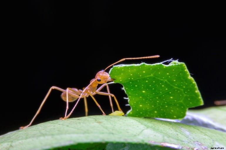 Garden pests - Ants
