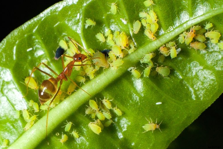 Garden pests - Ants