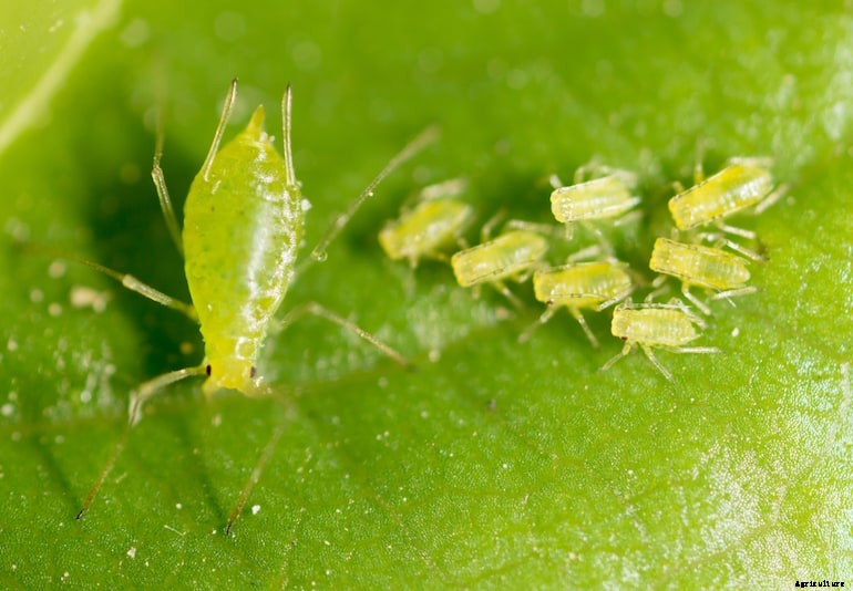 Garden pests - Aphids