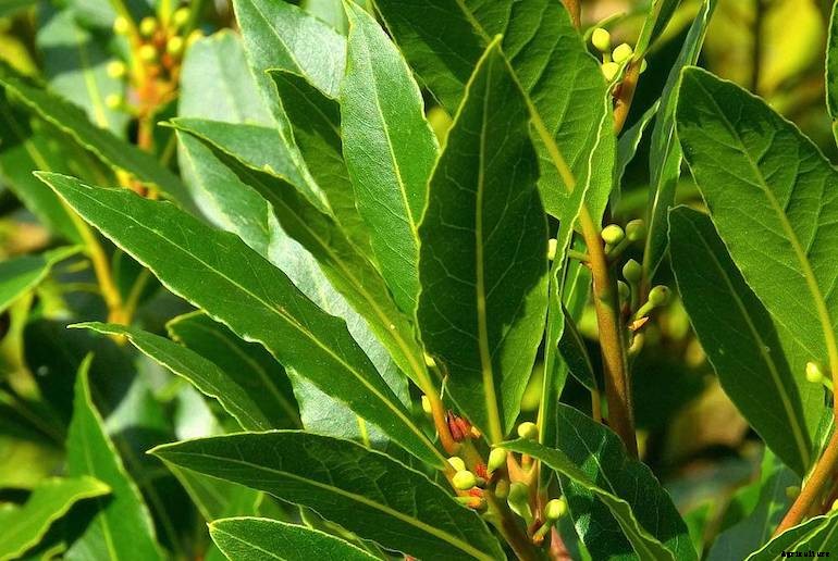 Garden pests - Bay tree suckers