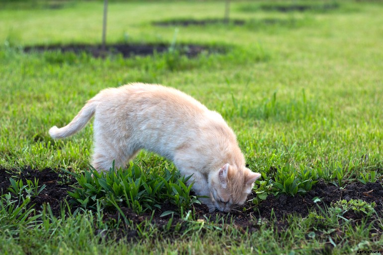 Garden pests - Cats