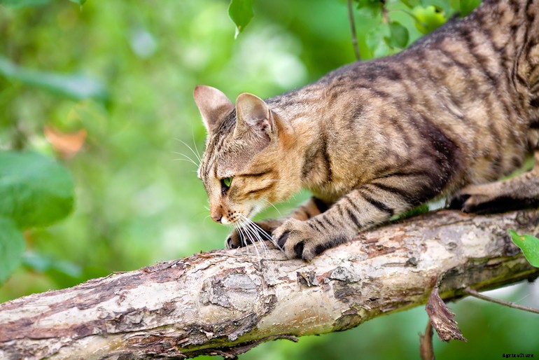 Garden pests - Cats
