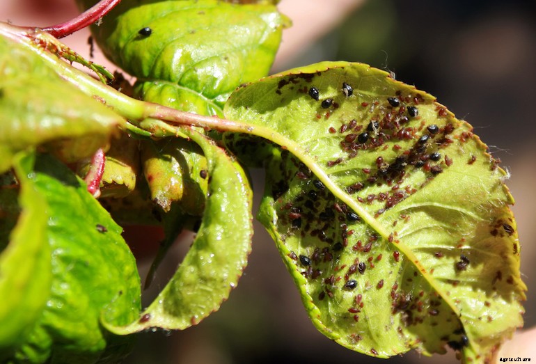 Garden pests - Cherry Aphids
