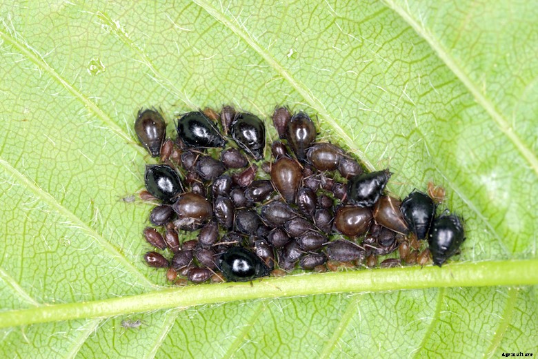 Garden pests - Cherry Aphids