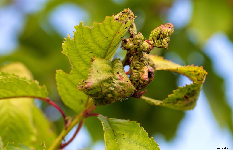 Garden pests - Cherry Aphids