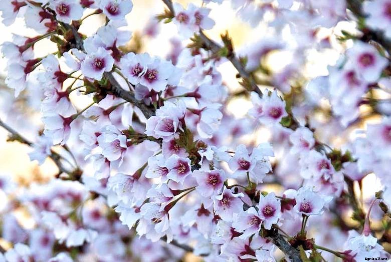 Garden pests - Cherry Aphids