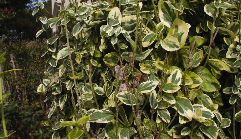Garden pests - Euonymus Scale
