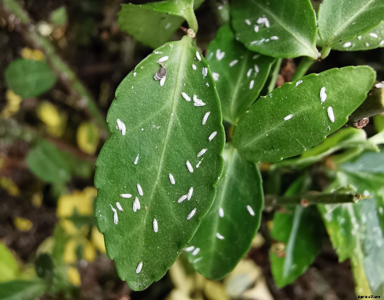 Garden pests - Euonymus Scale