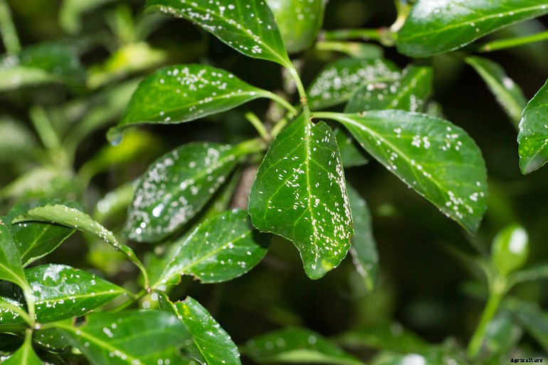 Garden pests - Euonymus Scale