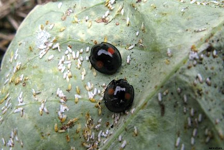 Garden pests - Euonymus Scale