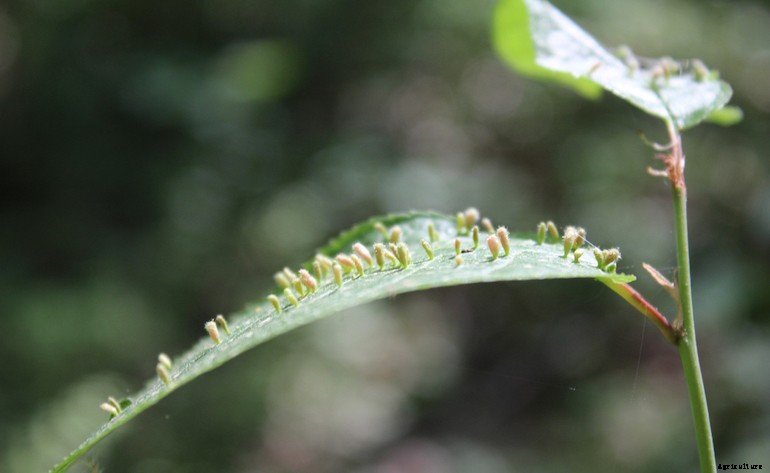 Garden pests - Gall mites