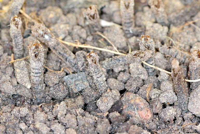 Garden pests - Leatherjackets