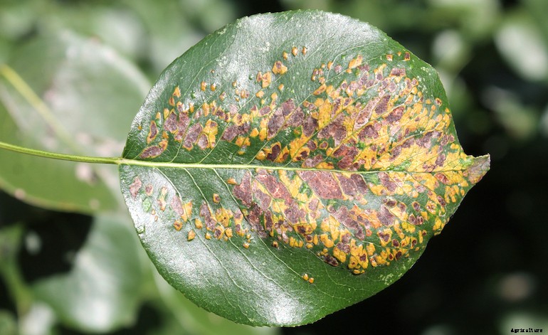 Garden pests - Pear leaf blister mites