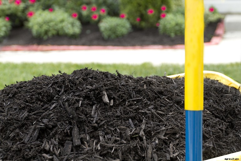 Garden pests - Pear leaf blister mites