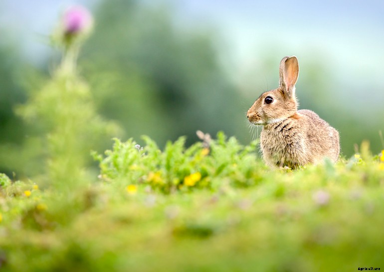 Garden pests - Rabbits