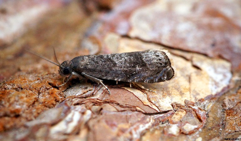 Garden pests - Plum fruit moth