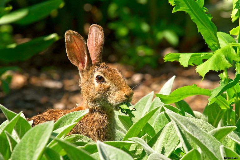 Garden pests - Rabbits