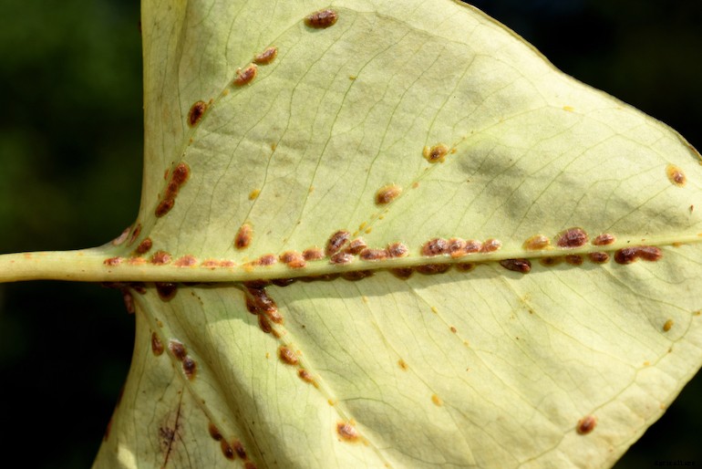 Garden pests - Scale insects