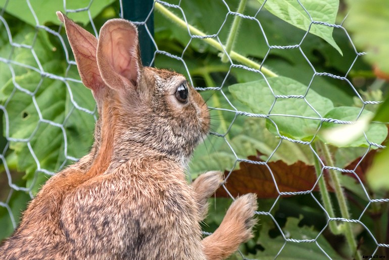Garden pests - Rabbits