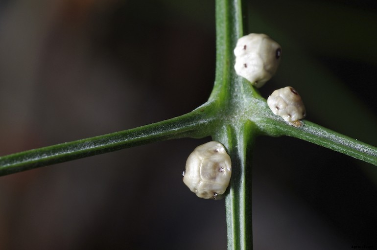 Garden pests - Scale insects
