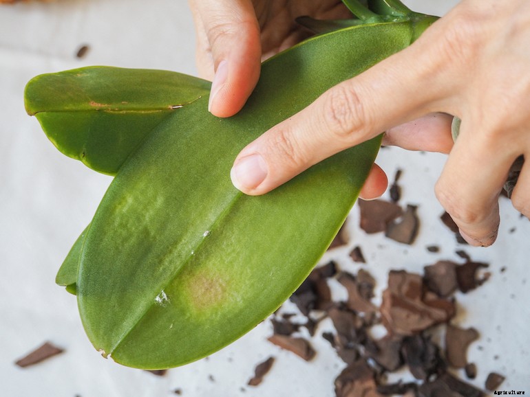 Garden pests - Scale insects