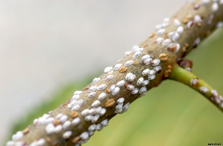 Garden pests - Scale insects