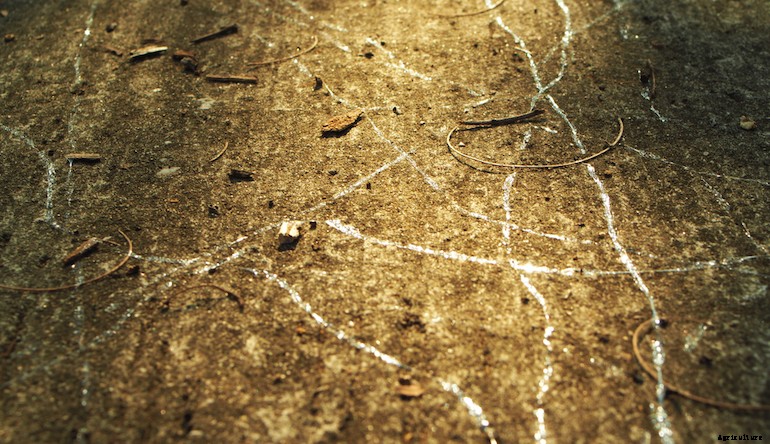 Garden pests - Snails