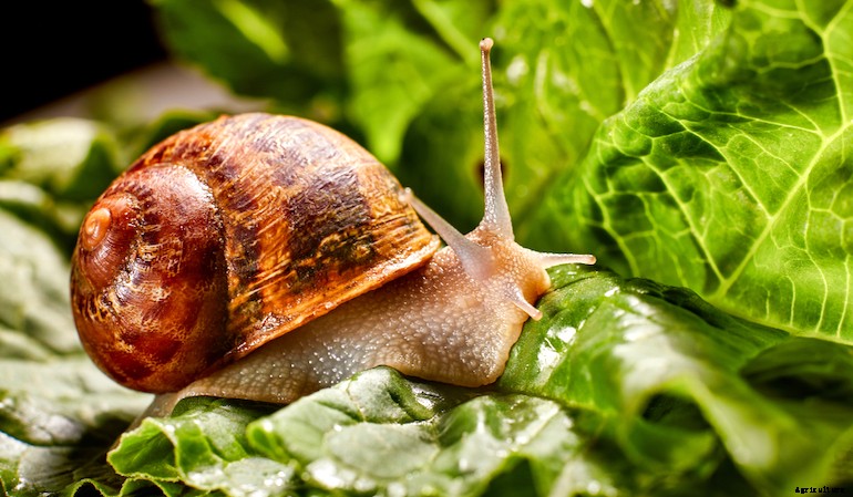 Garden pests - Snails