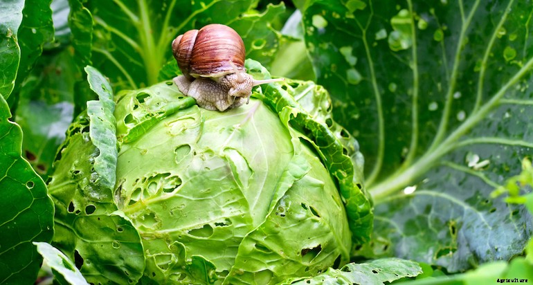 Garden pests - Snails