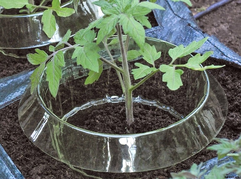 Garden pests - Snails