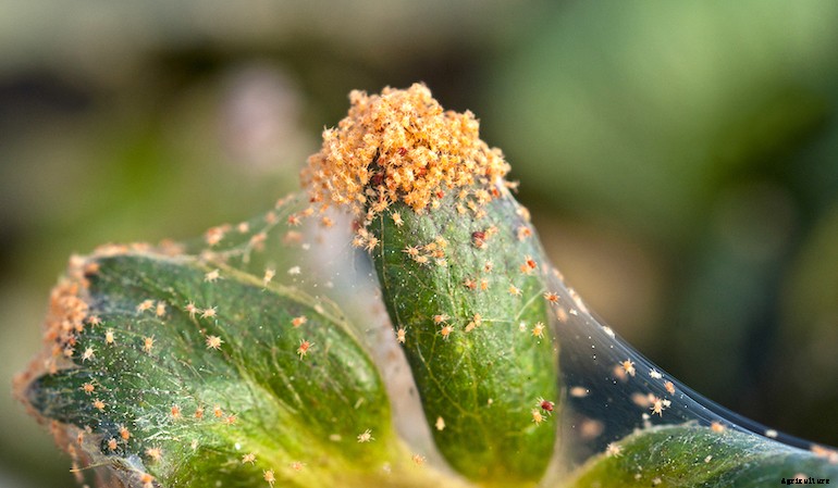 Garden pests - Spider mite