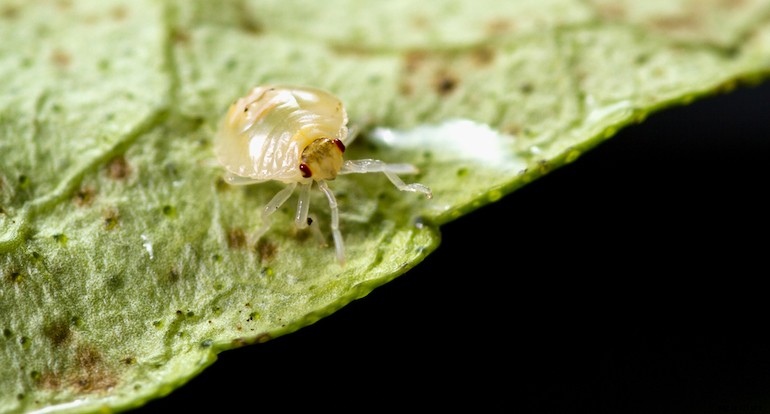 Garden pests - Spider mite