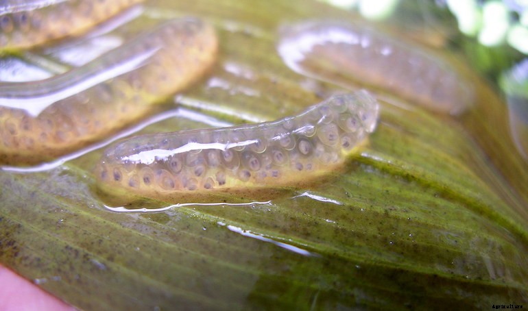 Garden pests - Snails