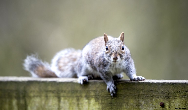 Garden pests - Squirrels