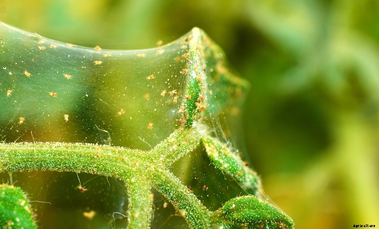 Garden pests - Spider mite