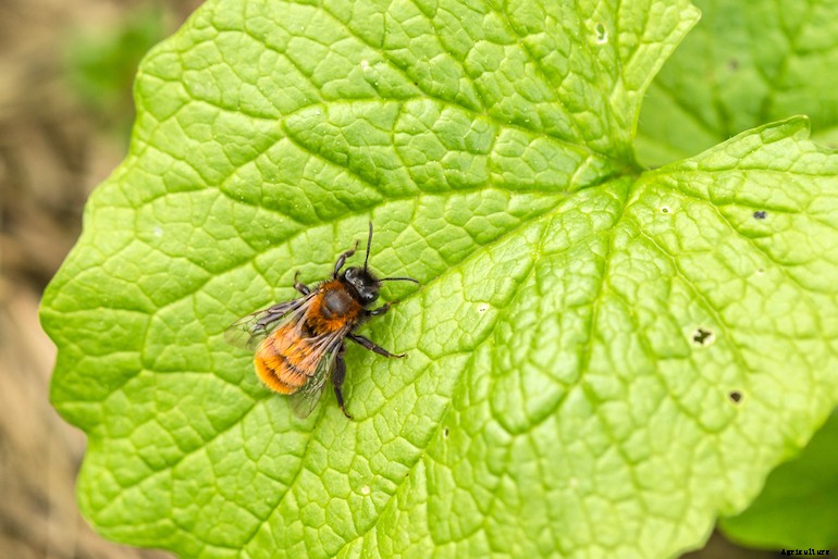 Garden pests - Tawny mining bee