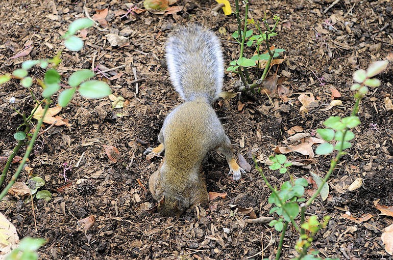 Garden pests - Squirrels