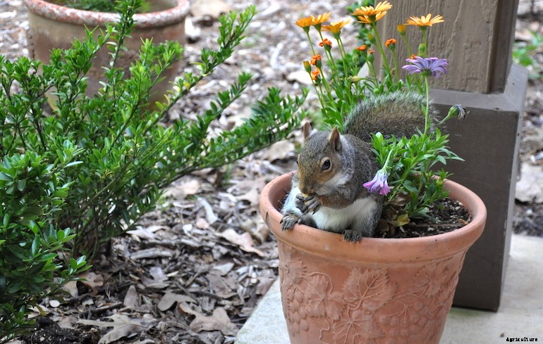 Garden pests - Squirrels
