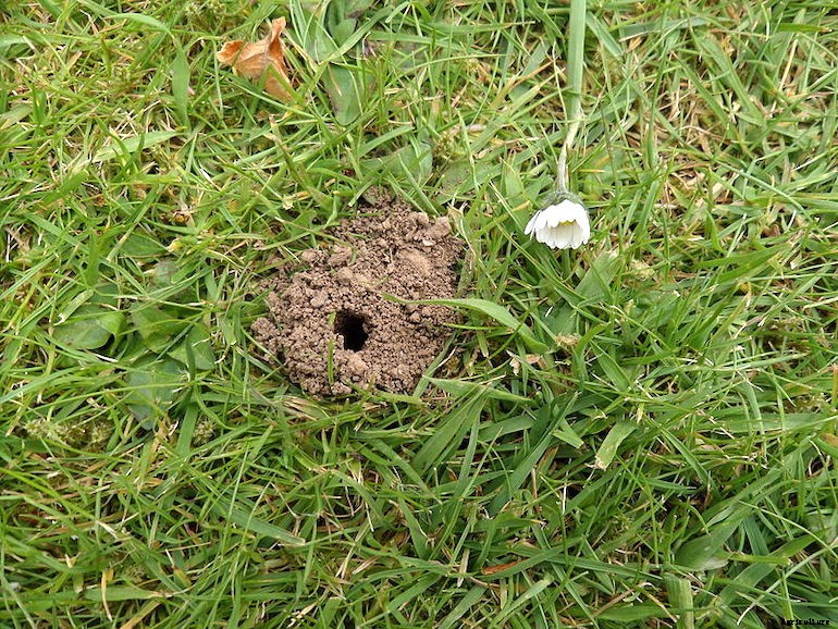 Garden pests - Tawny mining bee