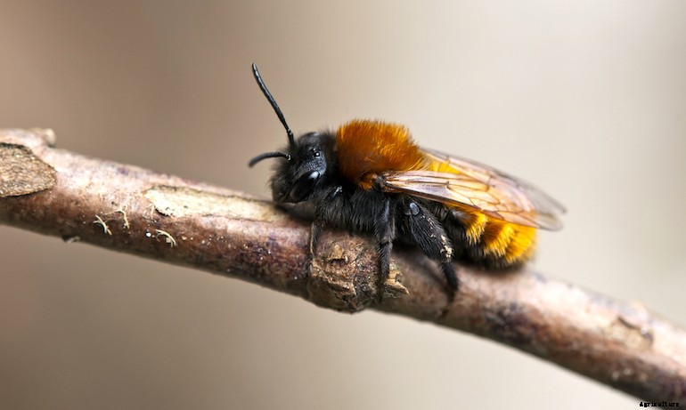 Garden pests - Tawny mining bee